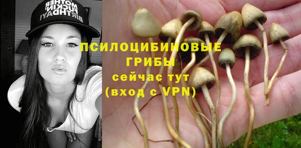 индика Новозыбков