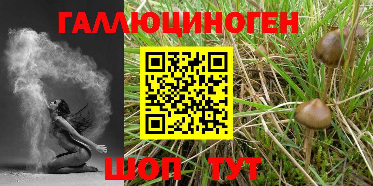 Галлюциногенные грибы Psilocybine cubensis Кудымкар